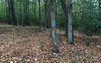 CCLS is like a Doggy State Park