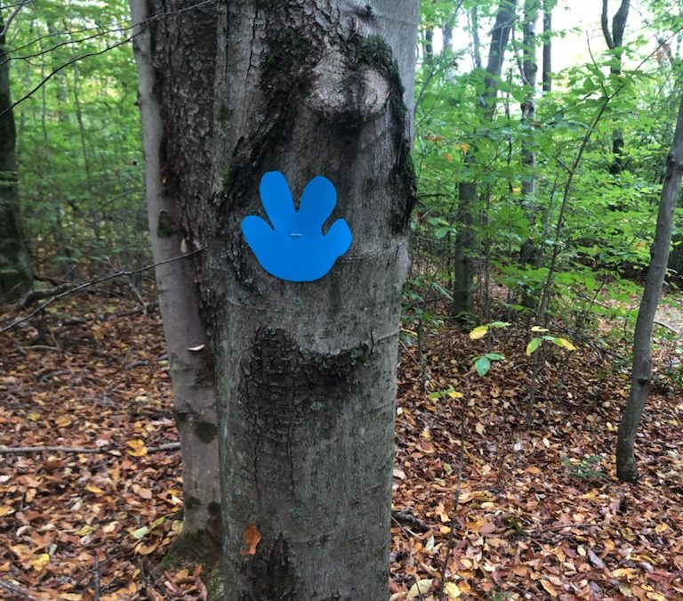 Paws marking the different paths on Baron’s Trails