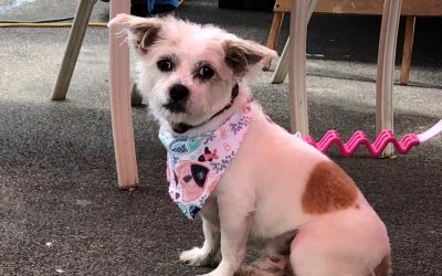 CCLS Newsletter Summer 2022